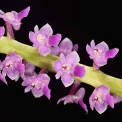 Smitinandia micrantha