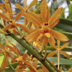 Trichoglottis gibbosicalcar × Ascocentrum miniatum