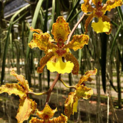 Trichocentrum Lillian Oka