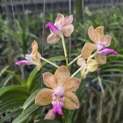 (Vanda falcata × Vanda denisoniana) × Vanda Mimi Palmer
