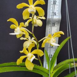 Vanda tessellata var. alba × Christensonia vietnamica