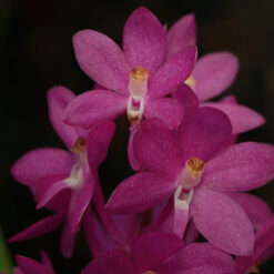 Ascocentrum ampullaceum