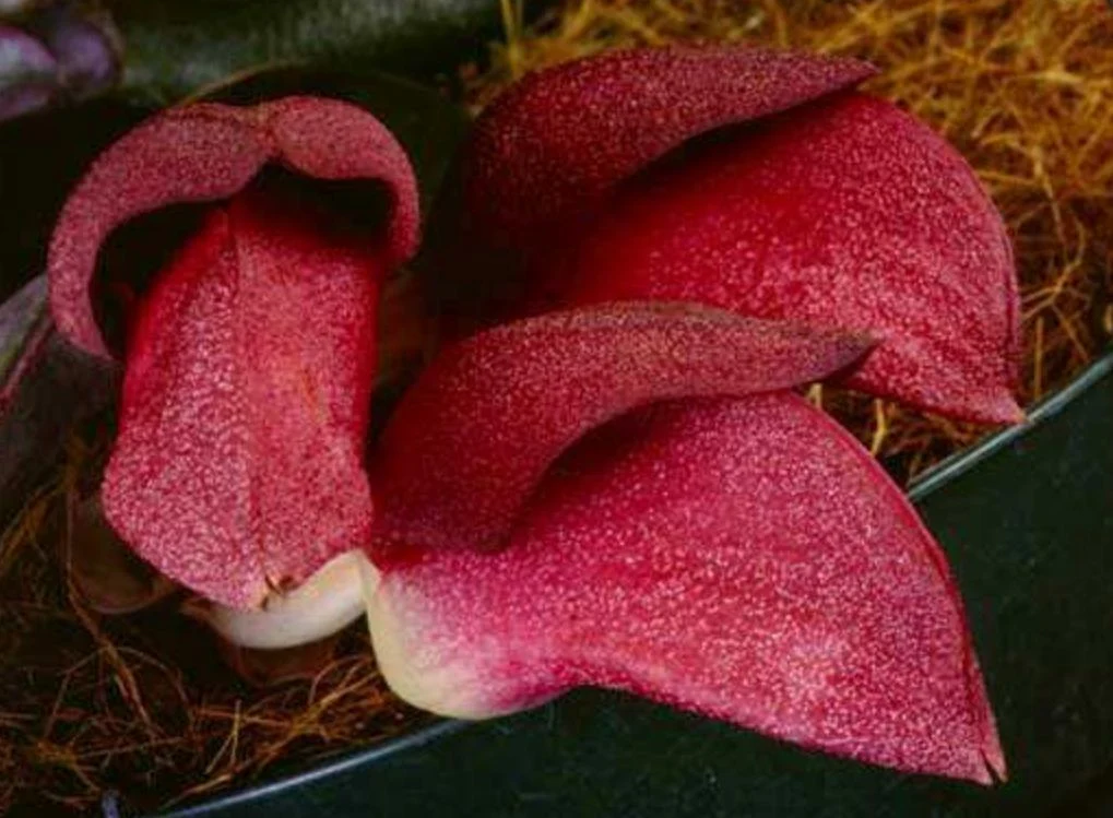 Bulbophyllum orthosepalum x Bulbophyllum phalaenopsis
