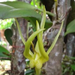 Bulbophyllum cheiri var. flava