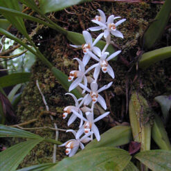 Coelogyne swaniana