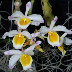 Dendrobium pendulum