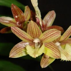 Dendrobium serratilabium