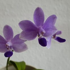 Phalaenopsis Tying Shin Blue Jay
