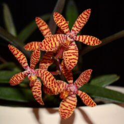 Trichoglottis