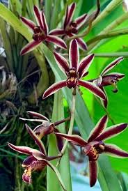 Cymbidium bicolor