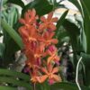 Ascocentrum curvifolium x Rhynchostylis coelestis