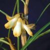 Dendrobium pachyglossum