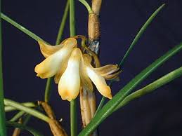 Dendrobium pachyglossum