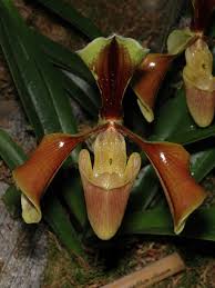 Paphiopedilum villosum