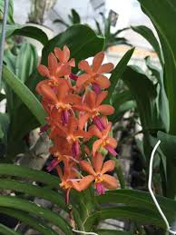 Ascocentrum curvifolium x Rhynchostylis coelestis