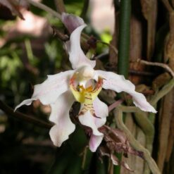 Paraphalaenopsis serpentilingua