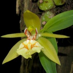 Coelogyne schilleriana