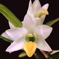 Dendrobium scabrilingue