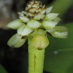 Thelasis pygmaea
