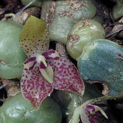 Trias nummularia