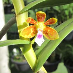 Trichoglottis seidenfadenii