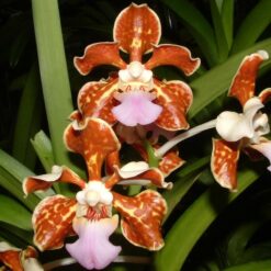 Vanda limbata