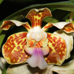 Vanda tricolor