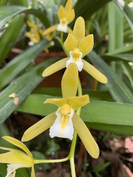 Cymbidium findlaysonianum 'flava'