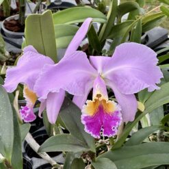 Cattleya mossiae