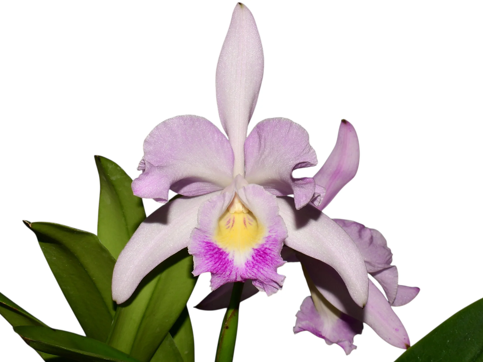 Cattleya Cuenca Delight ‘Nice Pink’