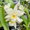 Cattleya Iwanagara 'white'