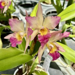 Cattleya Iwanagara 'pink'