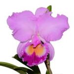 Cattleya Carioca Girl