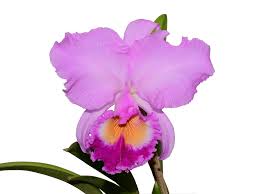 Cattleya Carioca Girl