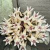 Hoya mitrata silver