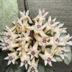 Hoya mitrata silver