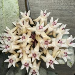 Hoya mitrata silver