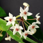 Hoya paziae