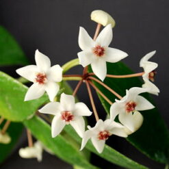 Hoya paziae