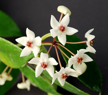Hoya paziae