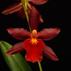 Cyrtocidium