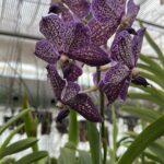 Vanda Lilac Starlight