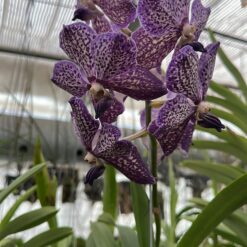 Vanda Lilac Starlight