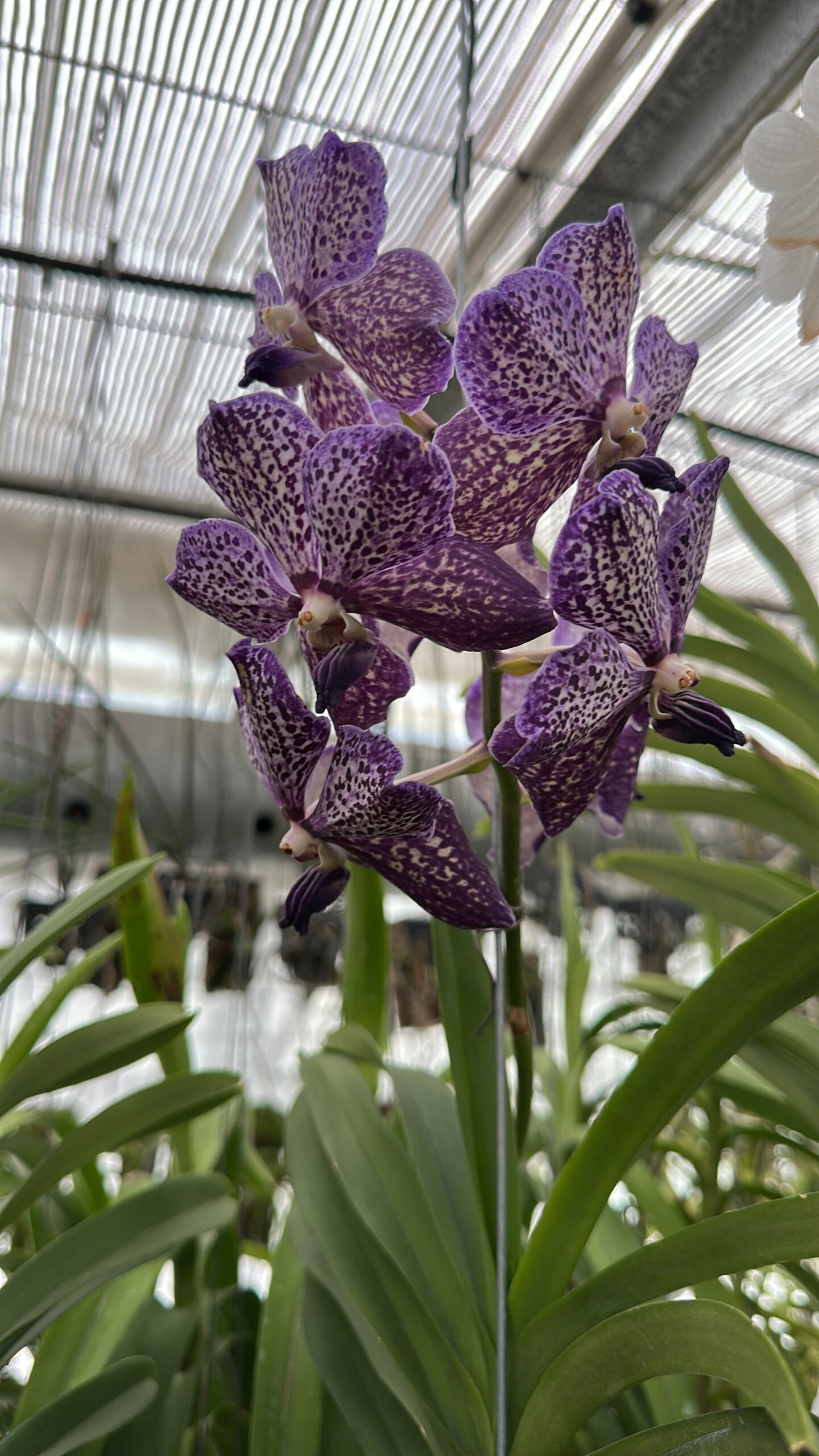 Vanda Lilac Starlight