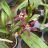 Encyclia Black Comet