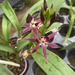 Encyclia Black Comet