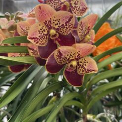Vanda Two Tone