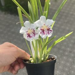 Miltoniopsis John Leathers