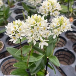 Epidendrum radicans 'white'