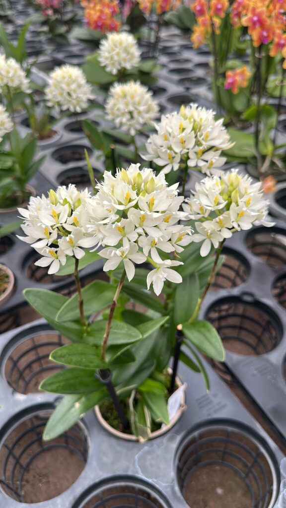 Epidendrum radicans 'white'